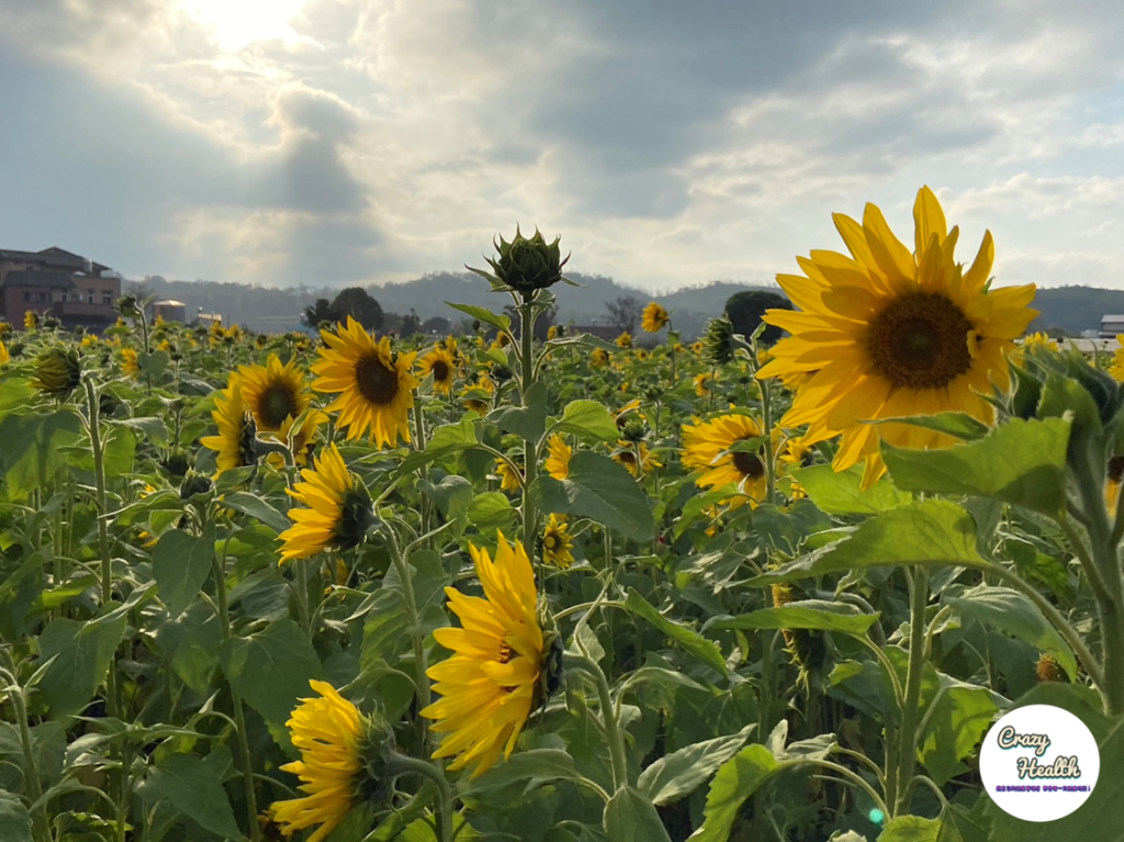 一切心理健康問題的核心解方「心理韌性/Resilience」- 啟動自我的自信能力的3個步驟-「自我認同與接納」